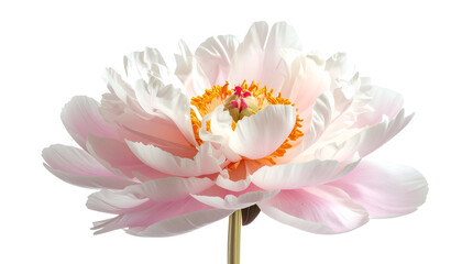 Close-up of a blooming flower with layered petals in shades of pink, white, and orange