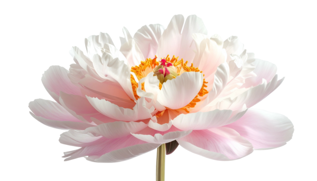 Close-up of a blooming flower with layered petals in shades of pink, white, and orange