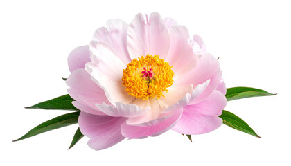 Close-up of a delicate pink and yellow flower head with green leaves against a black background
