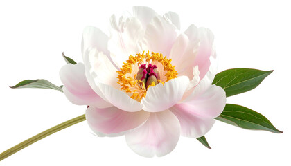 Close-up of a delicate white and pink peony flower with green leaves and a yellow center