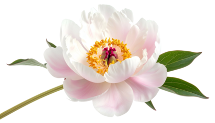 Close-up of a delicate white and pink peony flower with green leaves and a yellow center