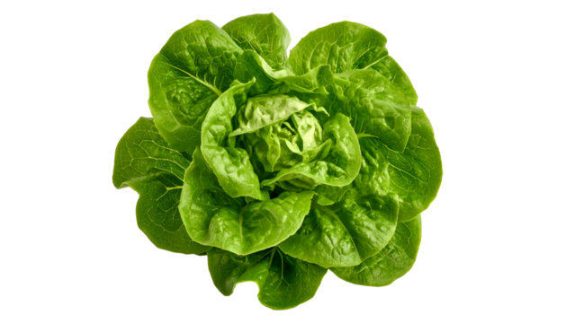 Overhead shot of a whole, fresh, green leafy vegetable, isolated on a black background