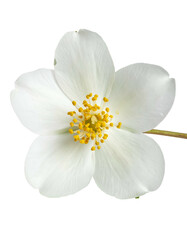 Fototapeta premium Overhead view of a delicate white flower with five petals and a yellow center, isolated