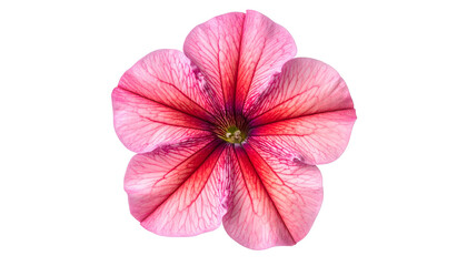 Close-up of a vibrant pink flower with intricate red veins, isolated on a black background