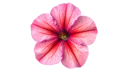 Close-up of a vibrant pink flower with intricate red veins, isolated on a black background