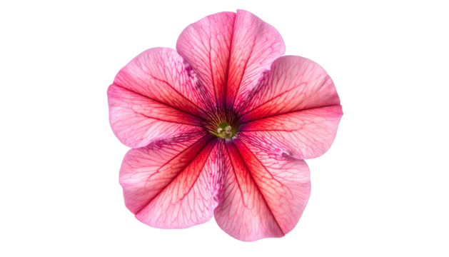 Close-up of a vibrant pink flower with intricate red veins, isolated on a black background