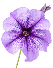 Close-up of a vibrant purple bloom with delicate veins radiating outwards, isolated
