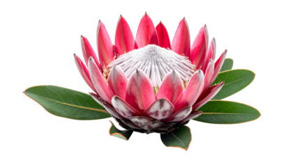 Vivid close-up view of a pink and white protea flower with lush green foliage