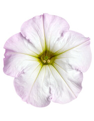 Close-up of a delicate white flower with soft pink edges, detailed petals, and a green center