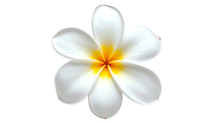 Overhead view of a vibrant plumeria flower with white petals and a bright yellow center