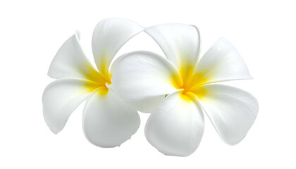 Two delicate white flowers with yellow centers, against a black transparent background