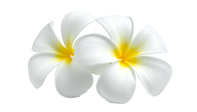 Two delicate white flowers with yellow centers, against a black transparent background