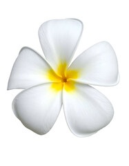 Overhead shot reveals a five-petal white bloom with a yellow center, isolated on black