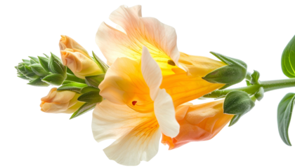 Close-up of delicate orange and yellow blossoms on a stem with leaves, against black backdrop