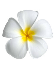 Close-up of a single frangipani flower with white petals and a yellow center, isolated
