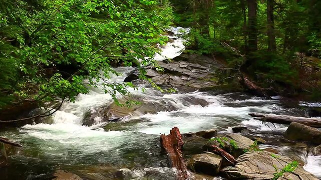  a video of Paradise River in Mount Rainier National Park Washington State
