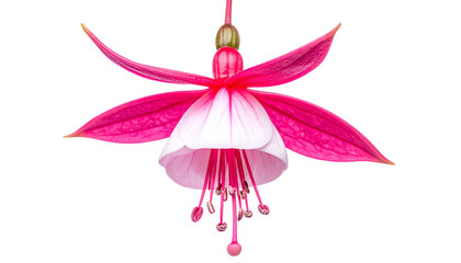 Close-up of a vibrant fuchsia-colored flower with white petals, isolated on a black background