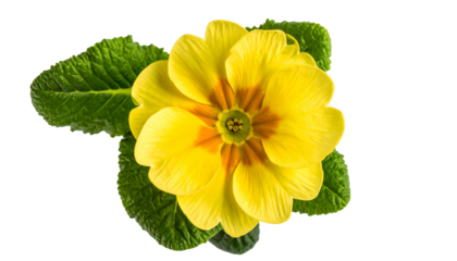 Overhead shot of a vibrant, sunny yellow flower with a contrasting orange center