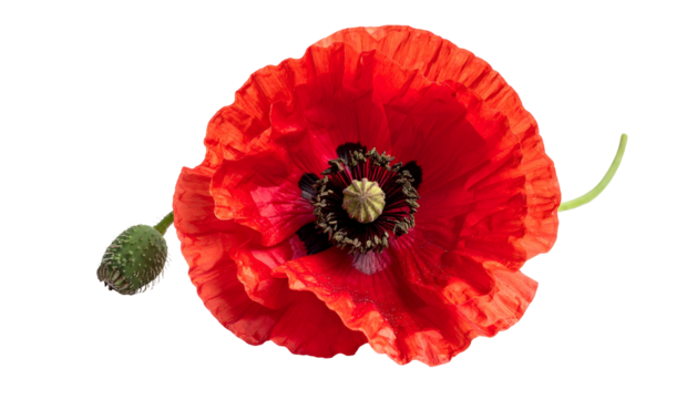 Close-up of a vibrant red blossom with a dark center and a green bud on a black backdrop