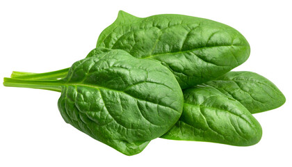 Obraz premium Close-up of fresh, vibrant green spinach leaves arranged on a pure black background