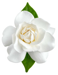 Close-up of a pure white, multi-layered flower with a vibrant green leaf