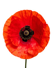Vivid red poppy blossom with dark center and textured petals against a stark black background
