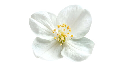 Close-up of a perfectly formed, pristine white flower, isolated on a black background