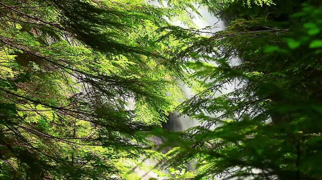  video of Carter Falls through Douglas fir trees in Mount Rainier National Park Washington State