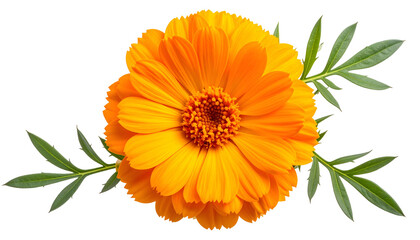 Overhead shot of a vibrant, orange bloom with green leaves against a stark black backdrop