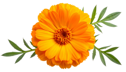 Overhead shot of a vibrant, orange bloom with green leaves against a stark black backdrop