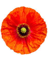 Overhead shot of a vibrant red poppy blossom with a dark center against a black background