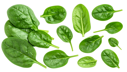Close-up of several green, fresh, leafy vegetables with clear detail and contrast