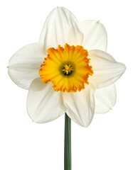 Close-up of a single daffodil flower, featuring white petals and a bright orange corona