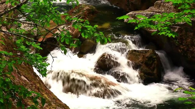 a video of Paradise River at Mount Rainier National Park Washington State