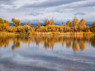Geese on lake with reflecting foliage