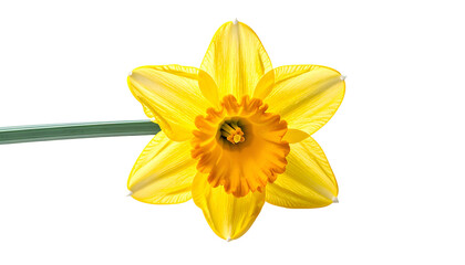 Close-up of a vibrant yellow and orange flower with a green stem against black