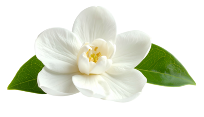Close-up of a delicate white flower with vibrant yellow center and green foliage