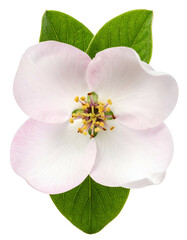 Obraz premium Overhead view of a delicate blossom with soft pink petals and vibrant green leaves