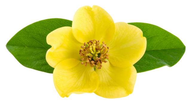 Vivid, single yellow blossom, with two green leaves, set against a transparent background