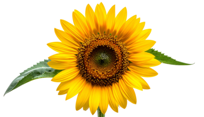 Vivid close-up shot of a radiant sunflower with striking yellow petals and a dark center