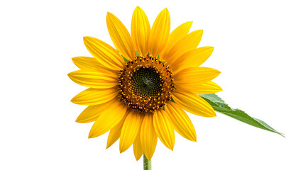 Fototapeta premium Vivid close-up of a sunflower in full bloom, showcasing bright yellow petals and dark center