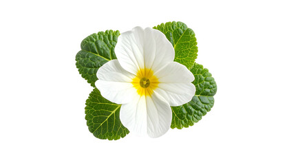 Close-up of a single white primrose flower with a yellow center and green leaves