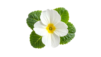 Close-up of a single white primrose flower with a yellow center and green leaves