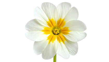 Close-up of a vibrant, isolated primrose with white petals and a bright yellow center