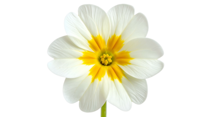 Close-up of a vibrant, isolated primrose with white petals and a bright yellow center
