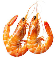 Two curled cooked shrimp, orange hued, studio shot