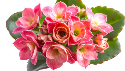 Close-up of delicate pink flowers with yellow centers and green leaves. Isolated on black