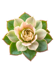 Overhead shot of succulent, showing layered petals in varying shades of green, cream, and pink