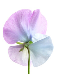Close-up of a sweet pea blossom, showcasing delicate petals and vibrant pastel colors