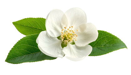 Isolated pristine white flower with yellow center, green leaves, and a black transparent background